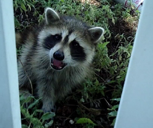 Orphan Baby Raccoon with Video!