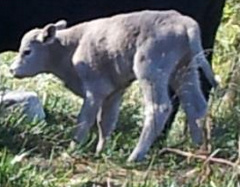 Farm Life & Baby Calves