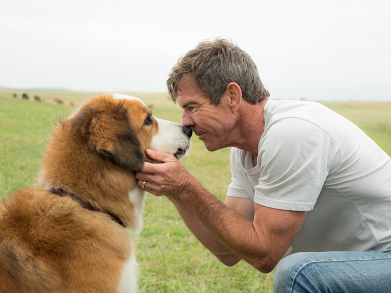 The Story of One Devoted Dog – A Dog’s Purpose