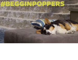#begginpoppers