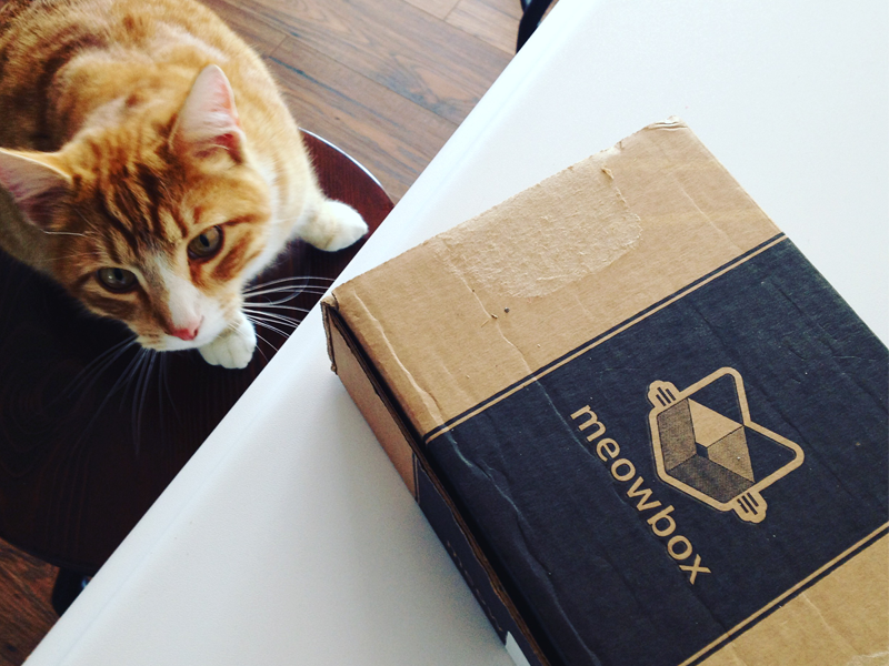 Cat Subscription Box Meowbox Review